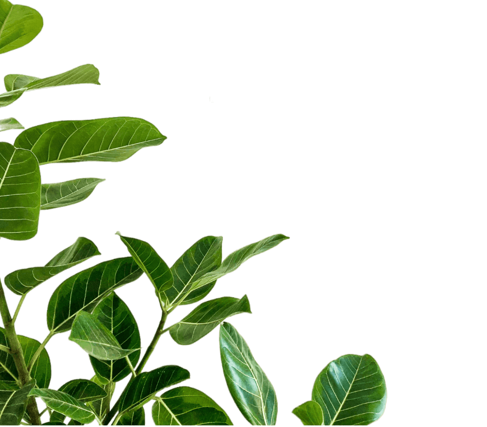 plant-transparent